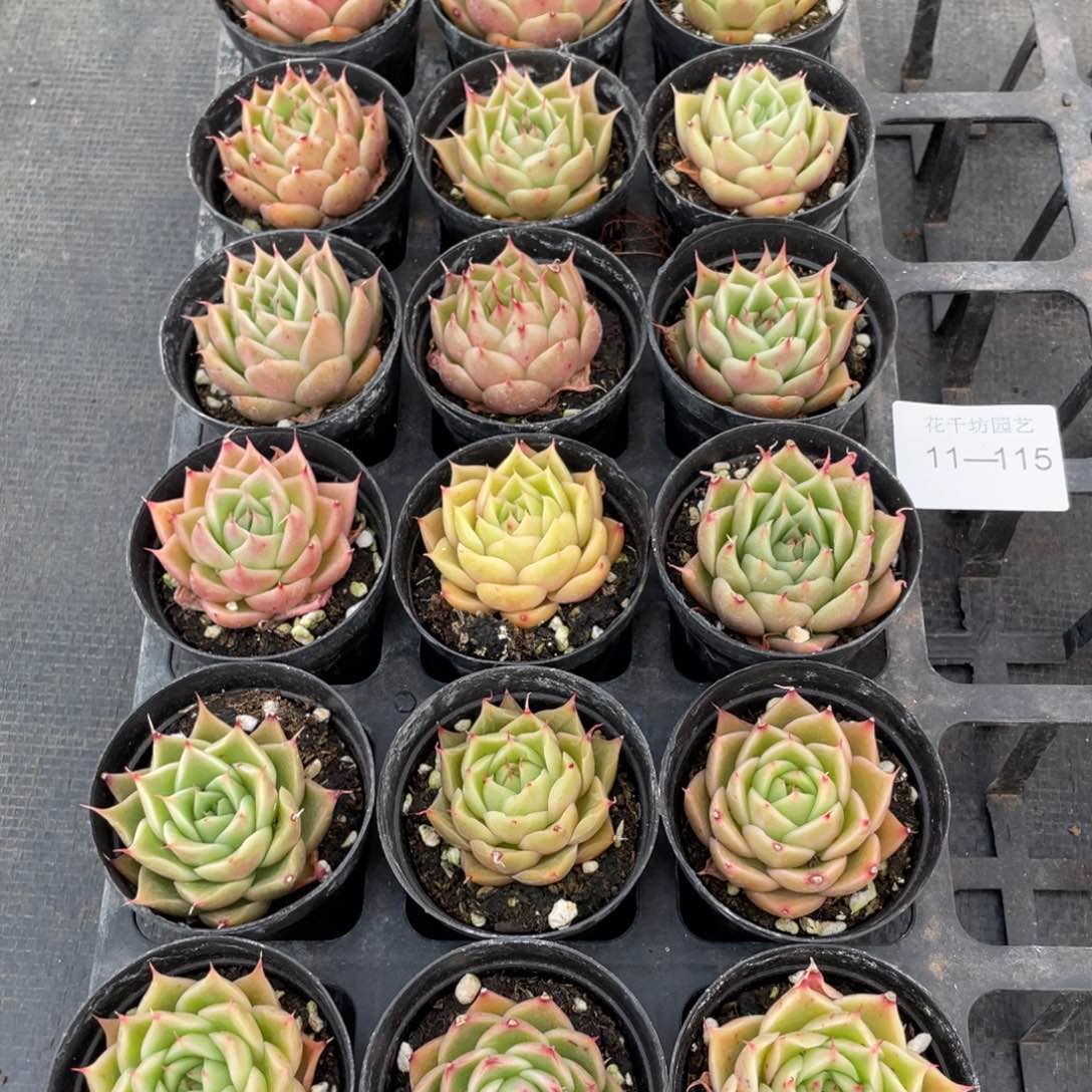 一物一拍18棵11-115