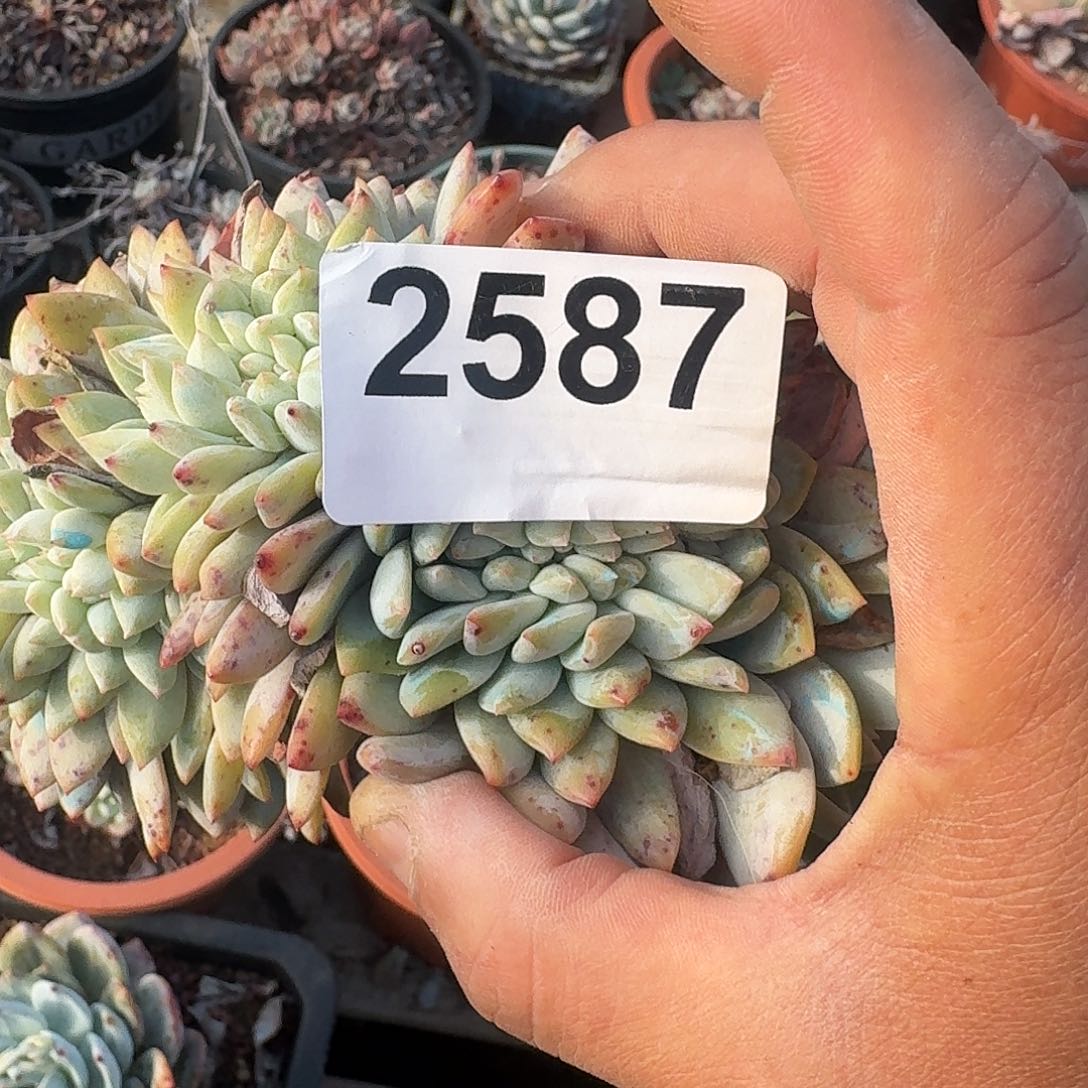 刘***肉Q1883838383838838383