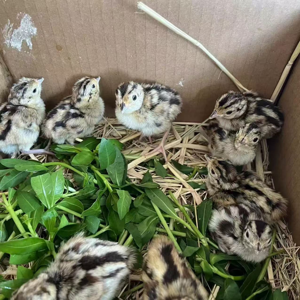 宠物鸡七彩山鸡苗包邮到家