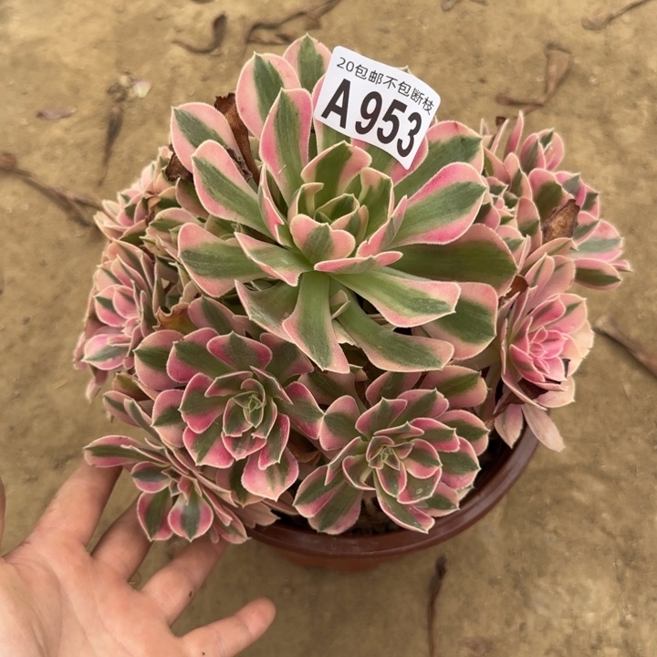 女巫……多肉植物……