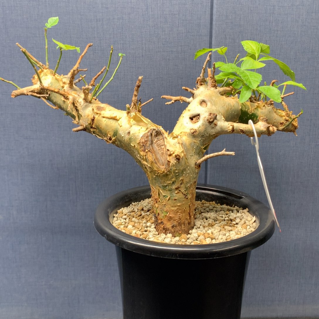 银皮没药产地熟桩