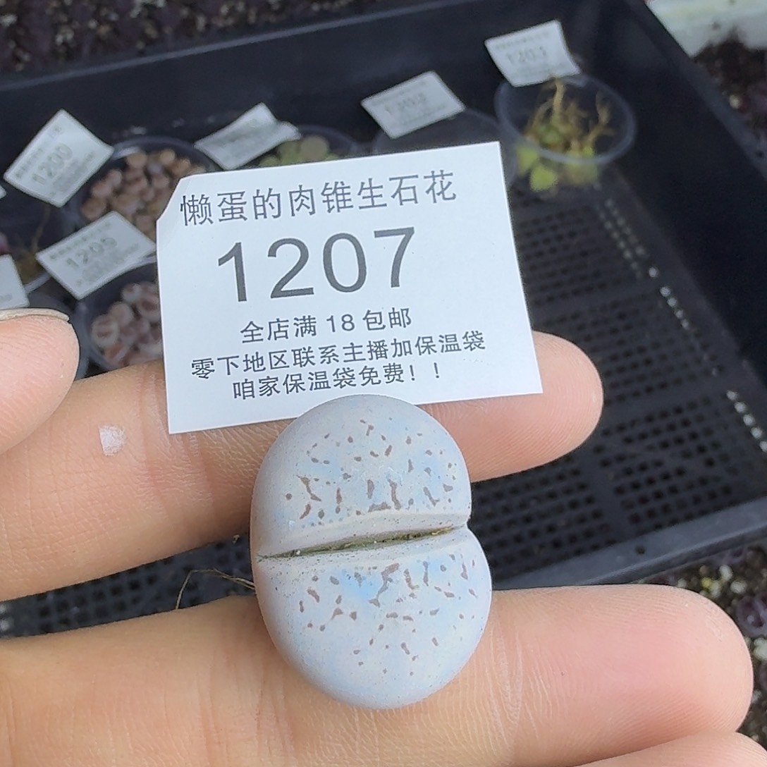 1207 哈哈哈哈哈哈哈哈