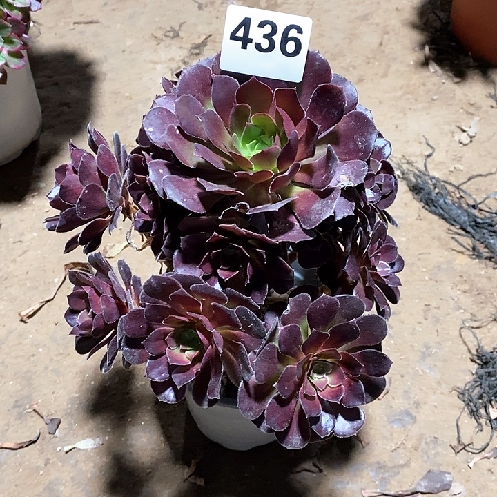 法师植物一物一拍123456