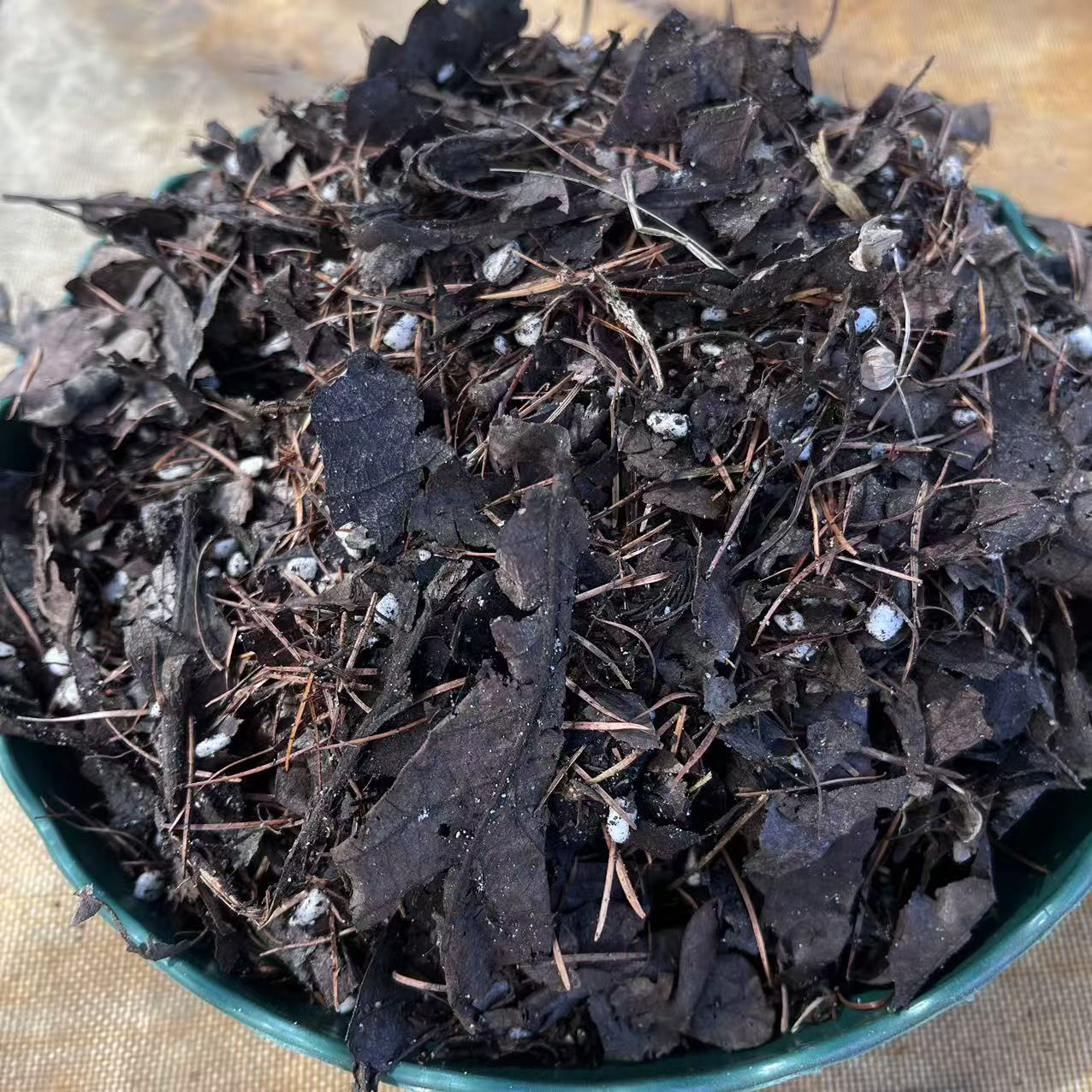 君子兰橡树叶腐叶土高温发酵5斤（新疆西藏不包邮）