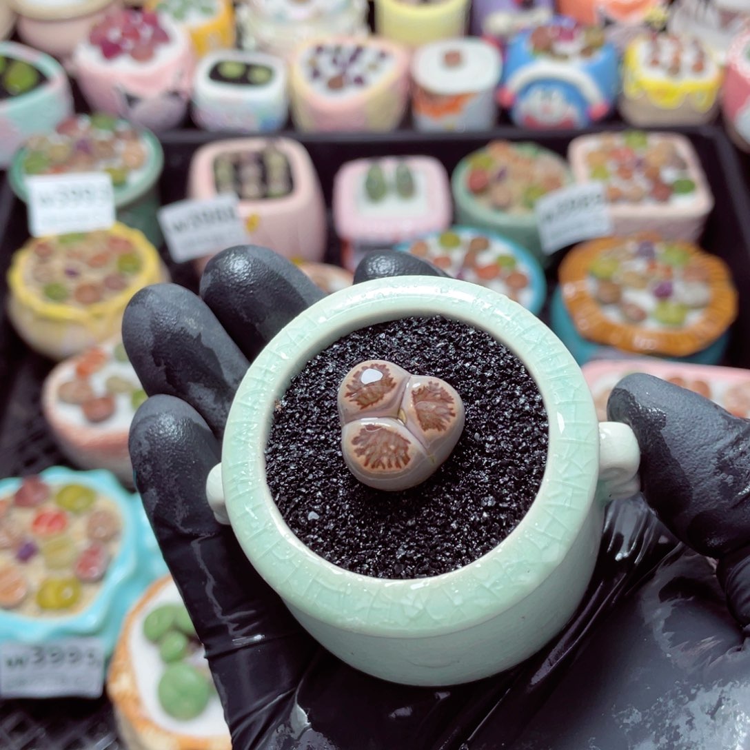 w3999--带盆土发货，零下地区拍保温箱