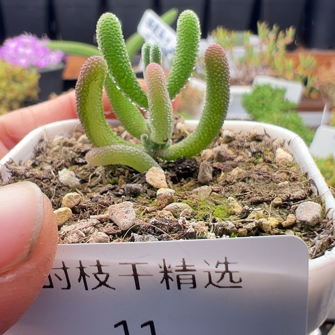 11号杂交锦12.26多肉