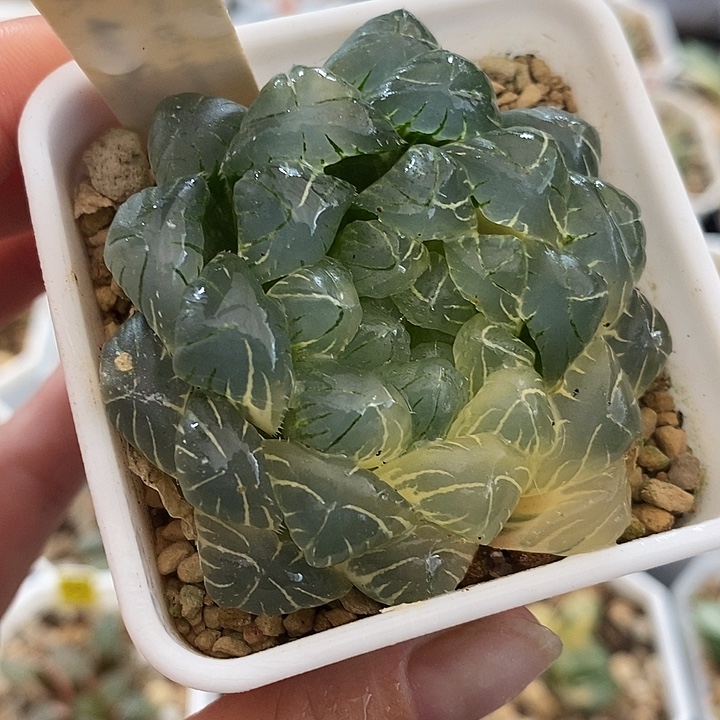 530实生湖水玉露锦一物一拍