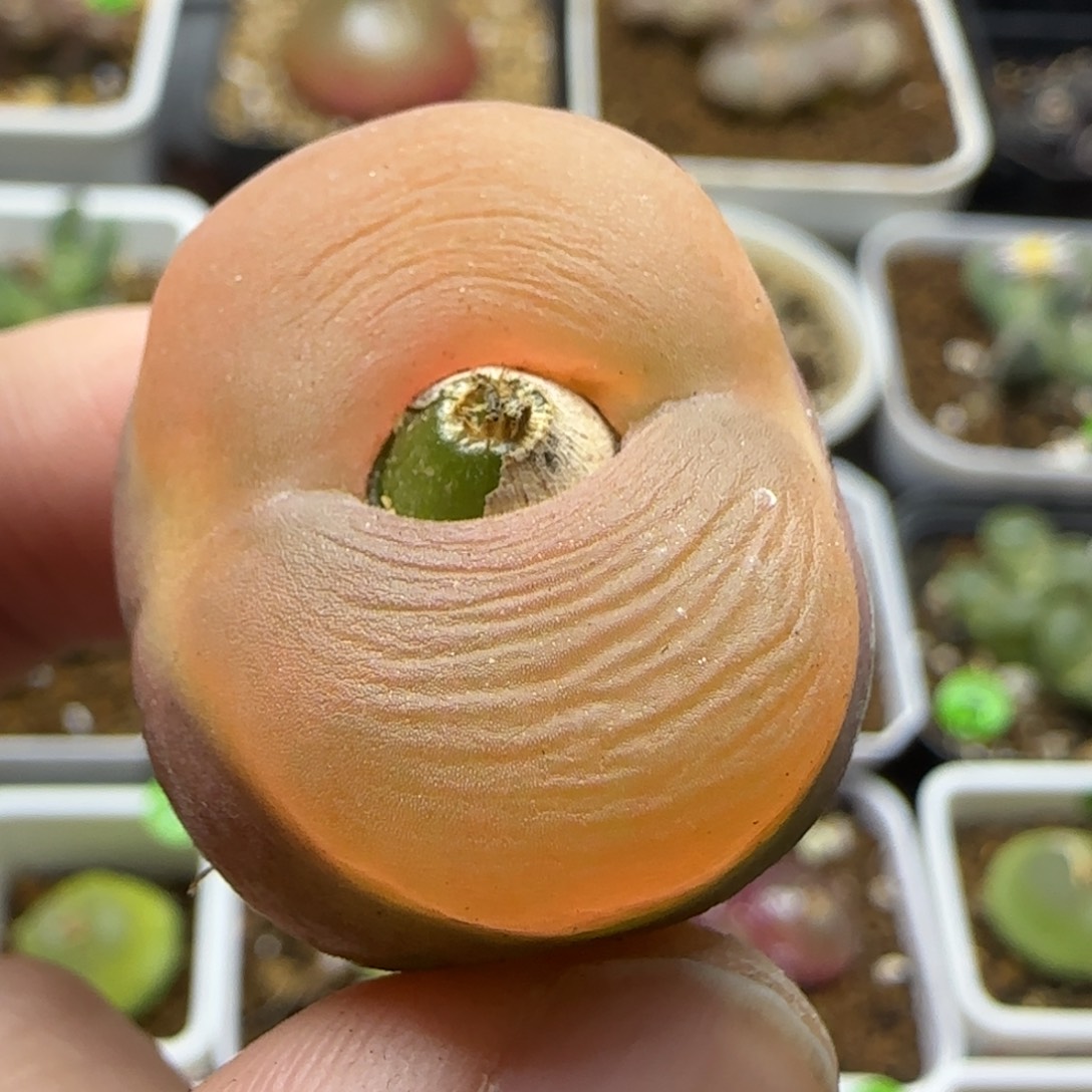 2.7+漂亮多肉植物454
