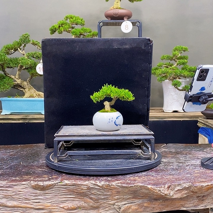 无花朵黄杨盆景四季常青