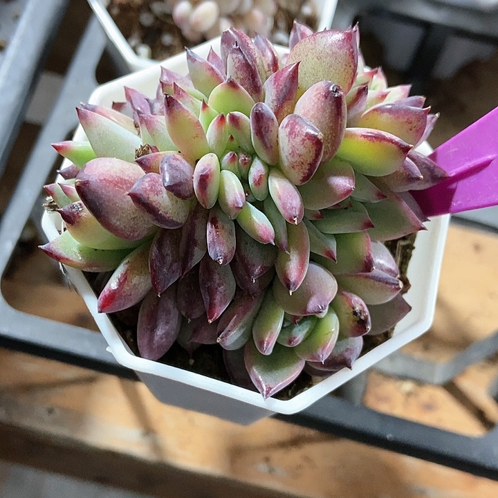 多肉植物缀化1981