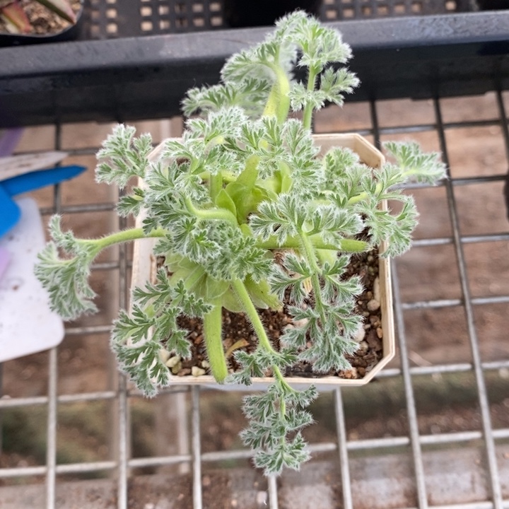 伯克利和格蕾纳等著名音乐家