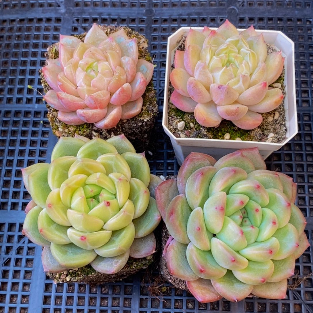 356的人都在一起的