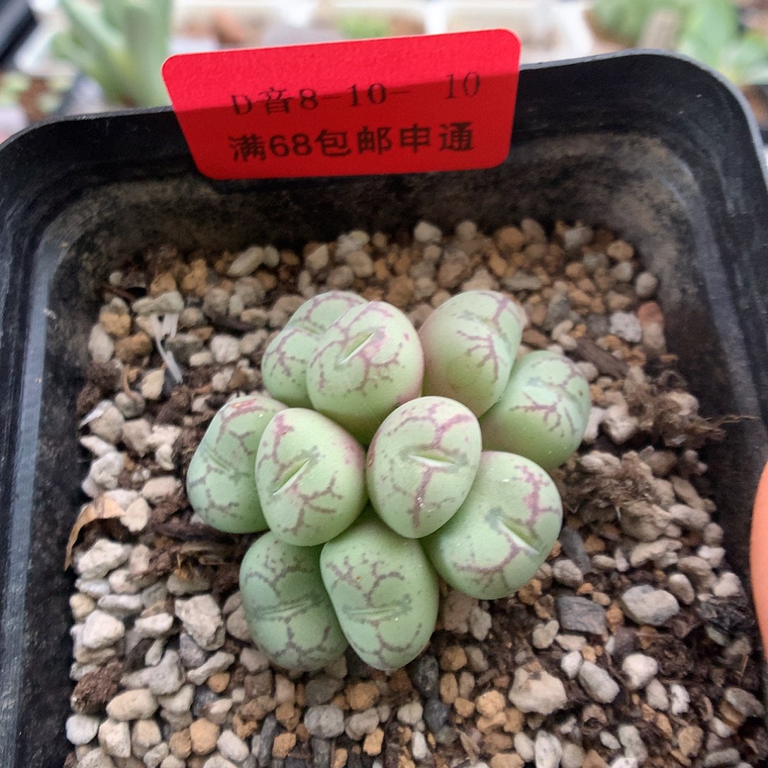 8-10-10 猴脸一群