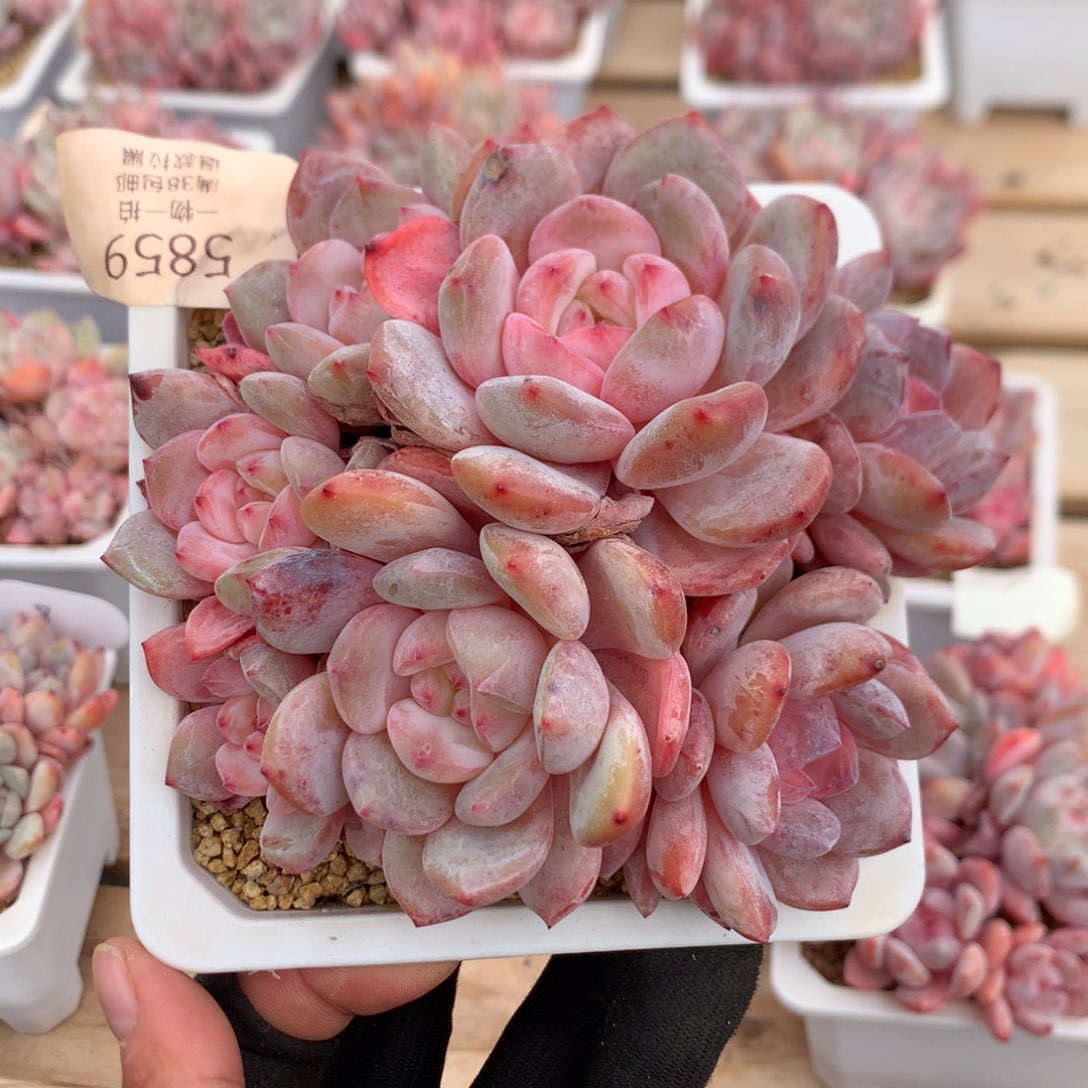 13厘米七头有砍溏心橙子 5859