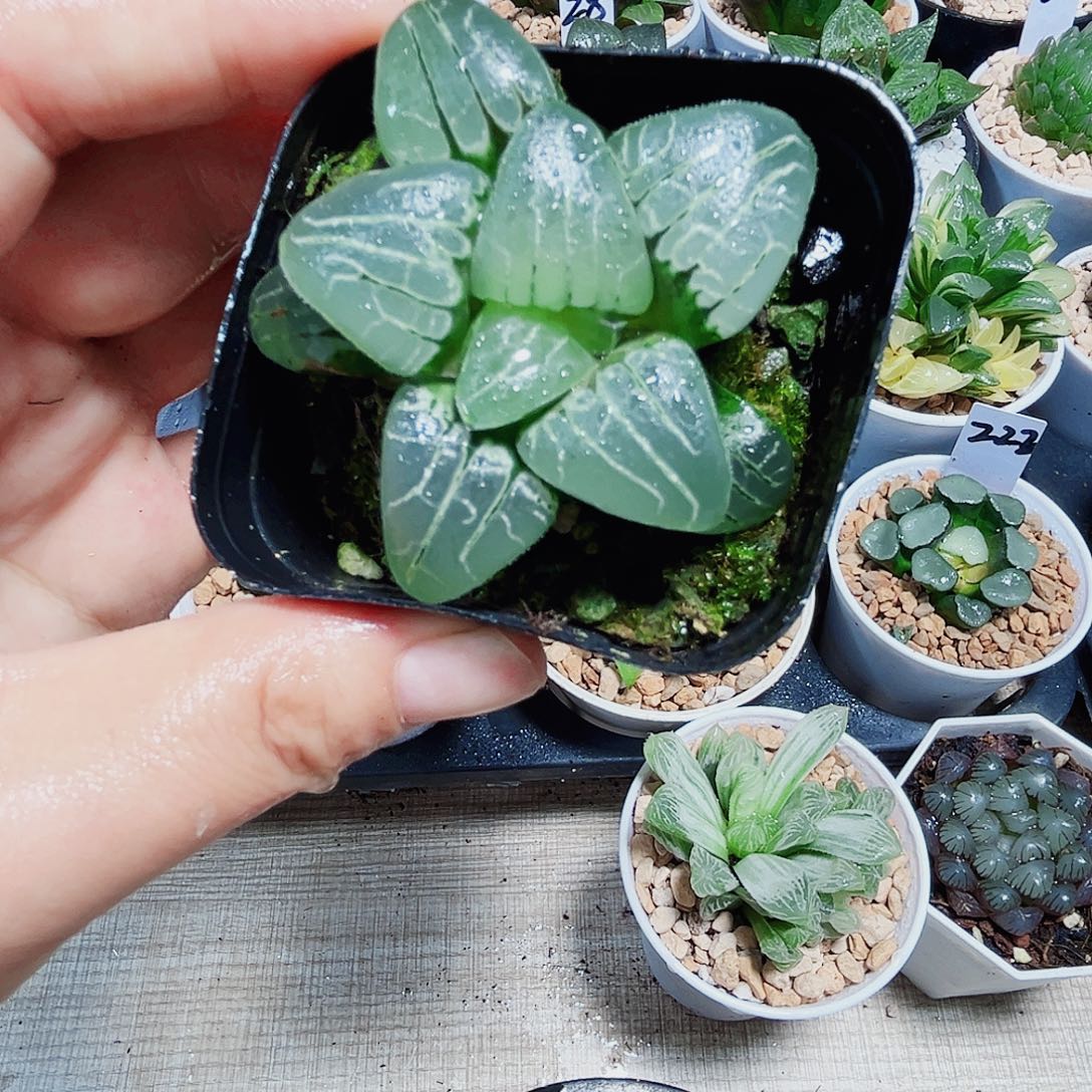 粉色甜心多肉植物6666