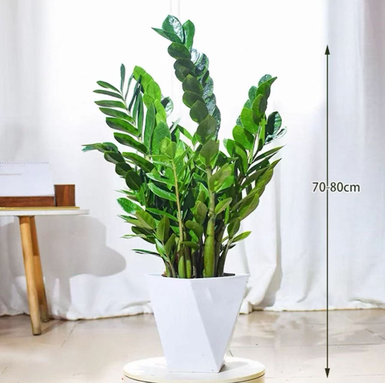 70-80CM左右高度金钱树盆栽阳台客厅办公四季常青净化空气好养