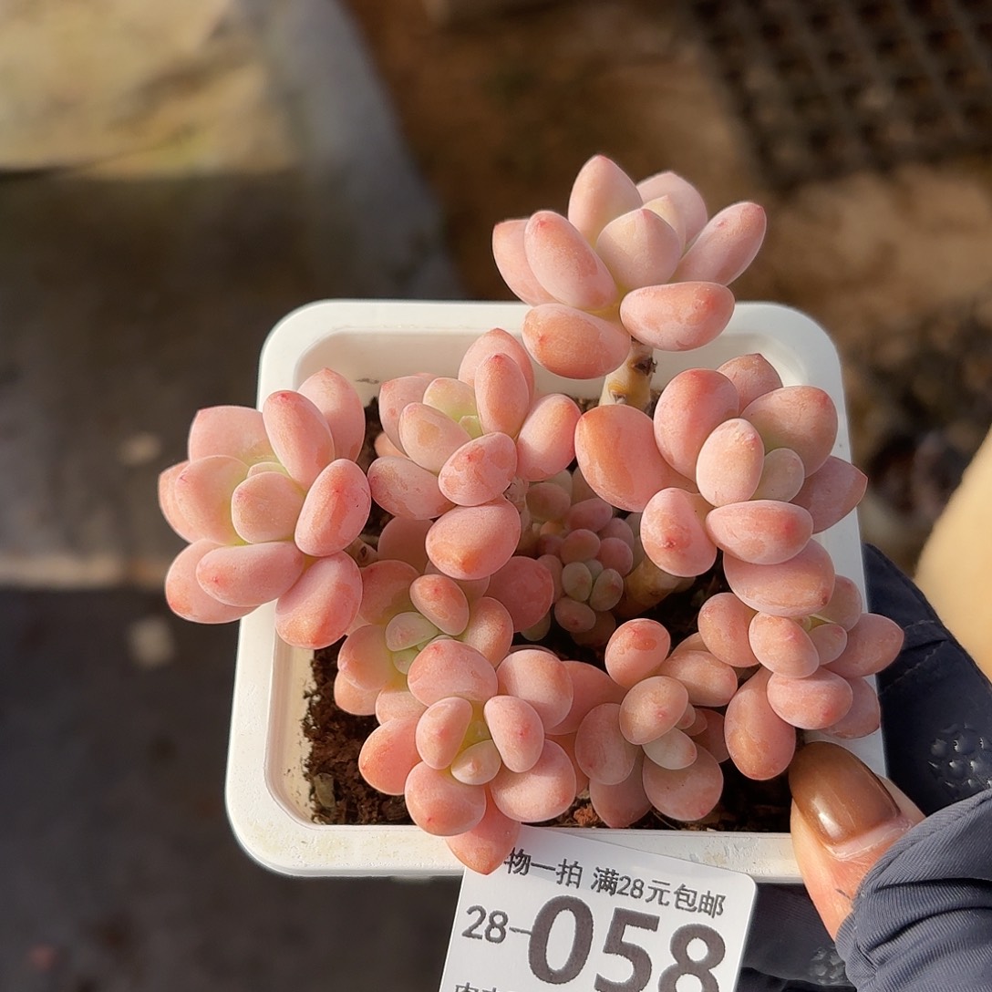 红洛神无盆土发货无