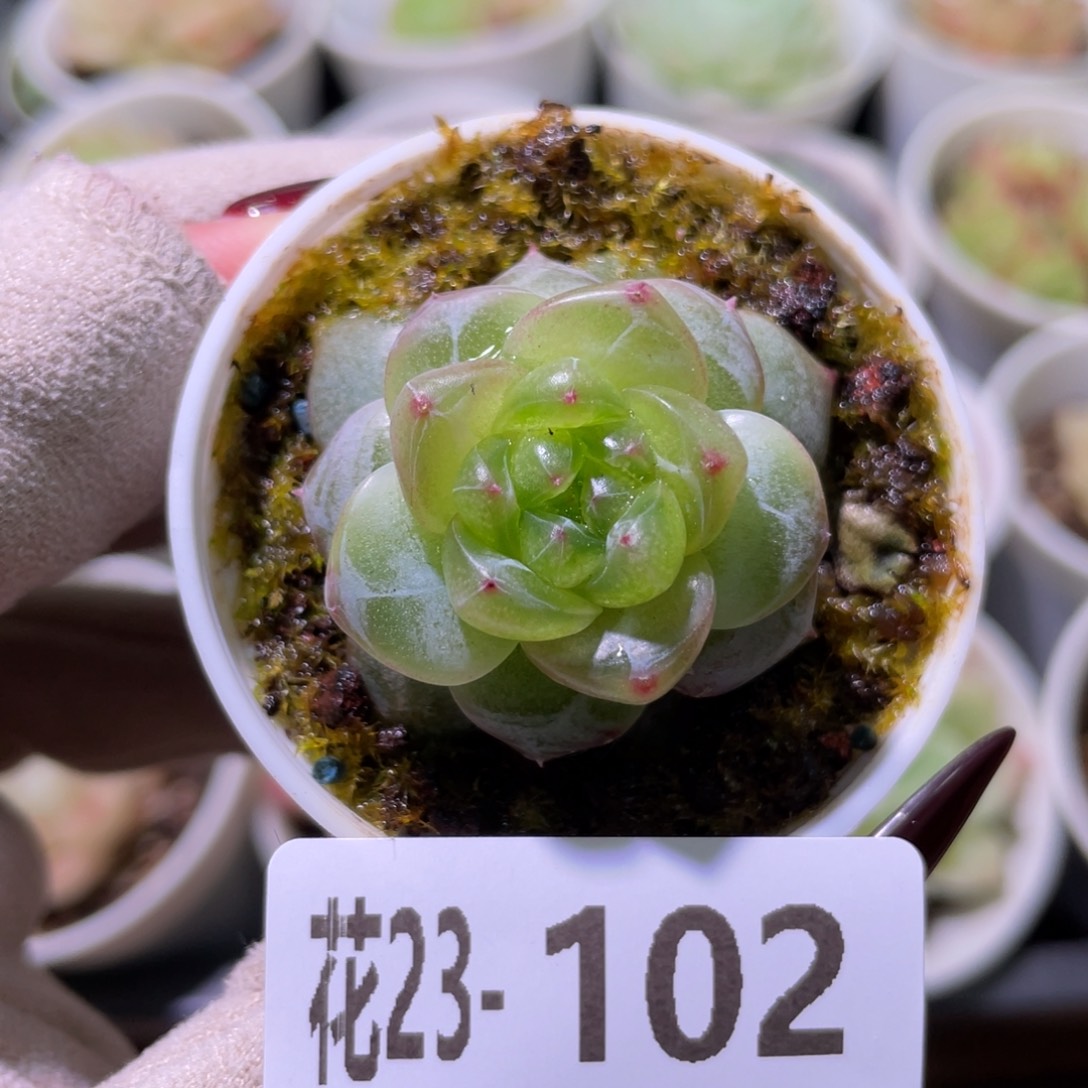 花利美23-102新品珍妮