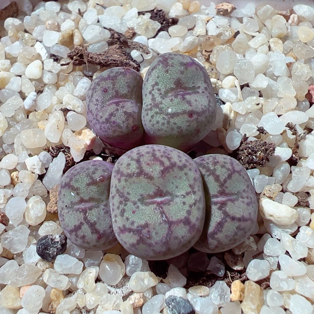 1130-965多肉多日猴脸