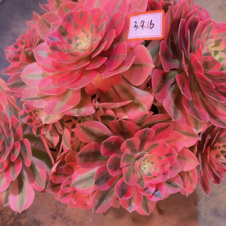 八**财多肉粉女巫3.9.16