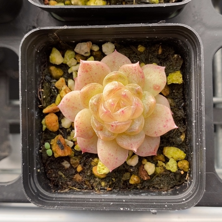 白冰 多肉 11111.28