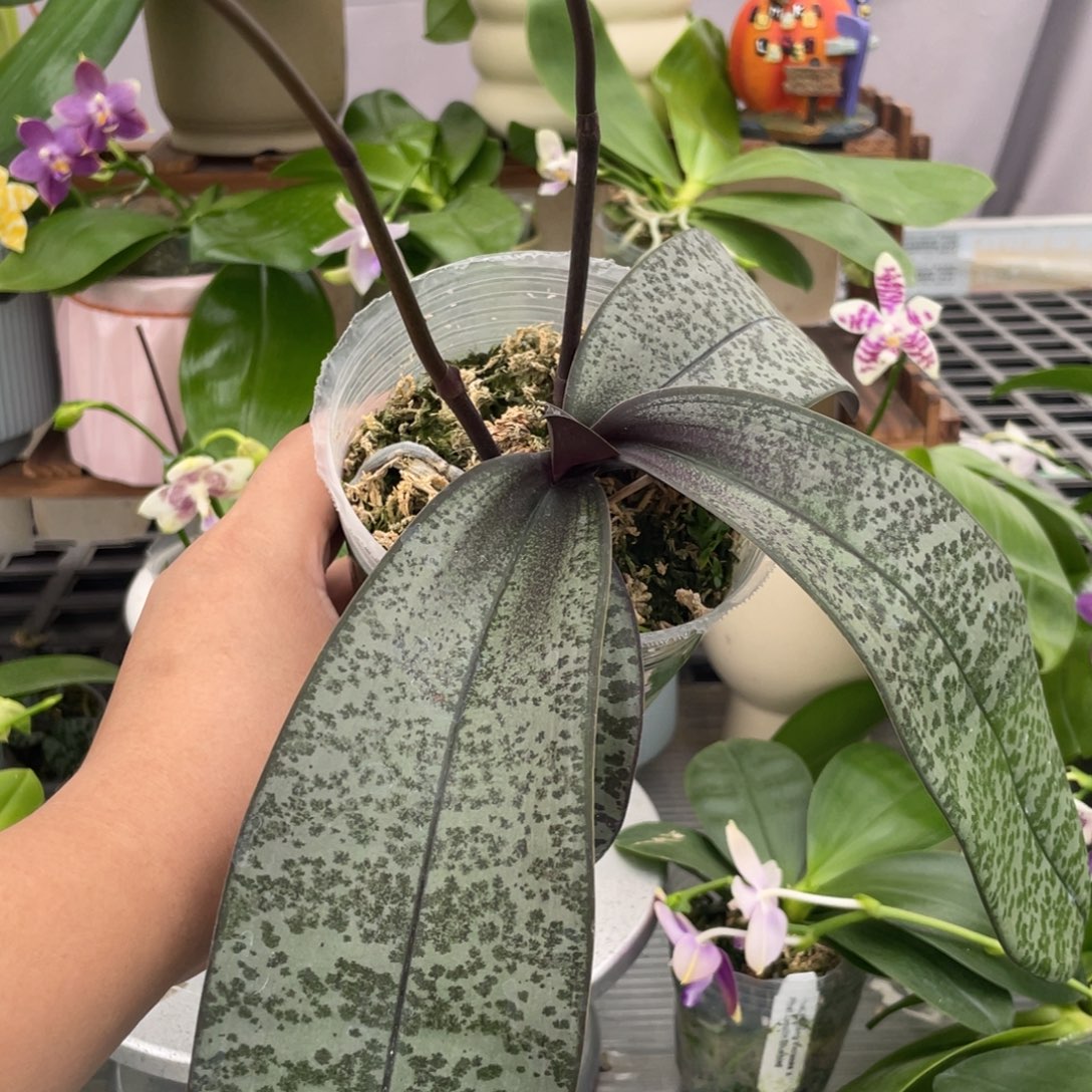 完全开放M405西，3.5杯抽梗苗