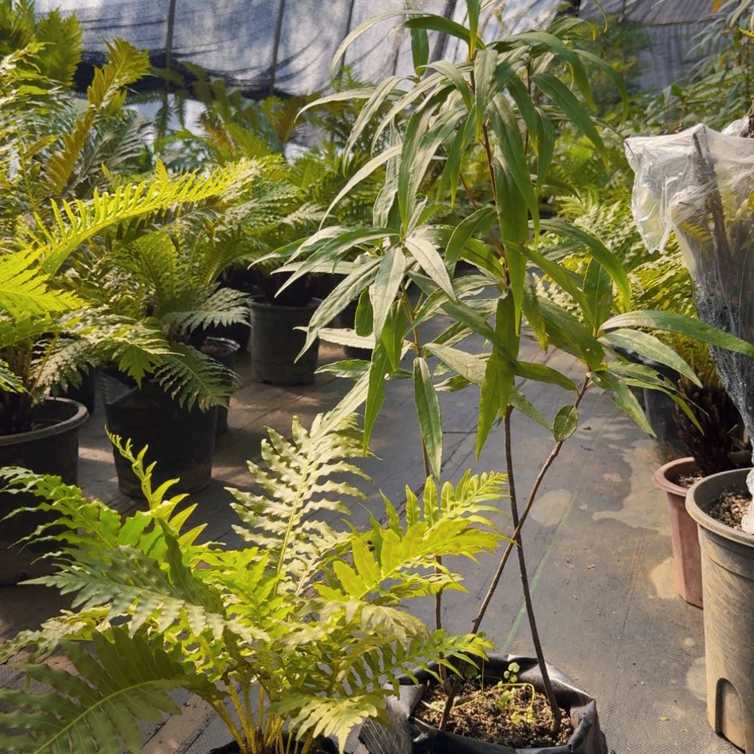 白***∞不开花植物一颗金不换一颗富贵蕨苗