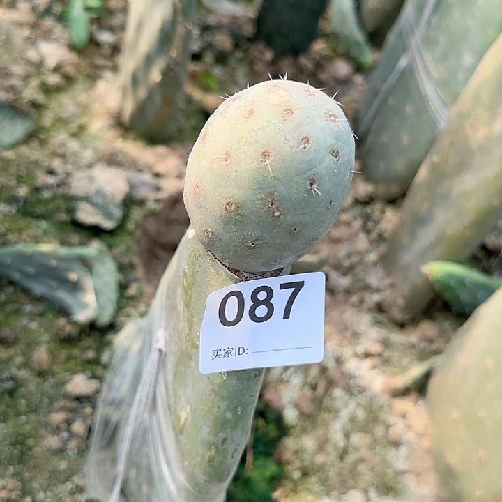 微瑕红花超巨型龙蛋习志野087