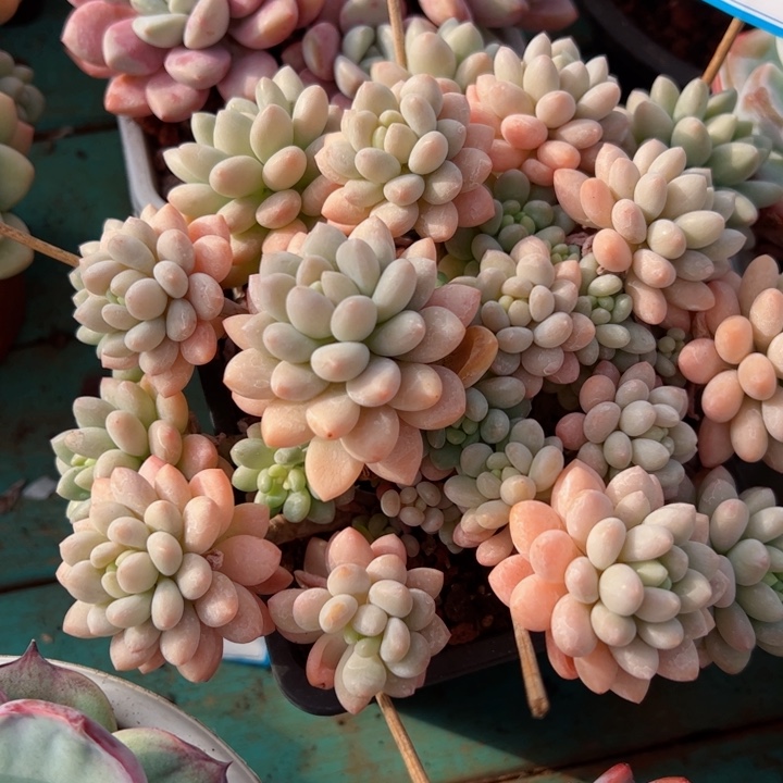 86洛可可平平安安健健康康