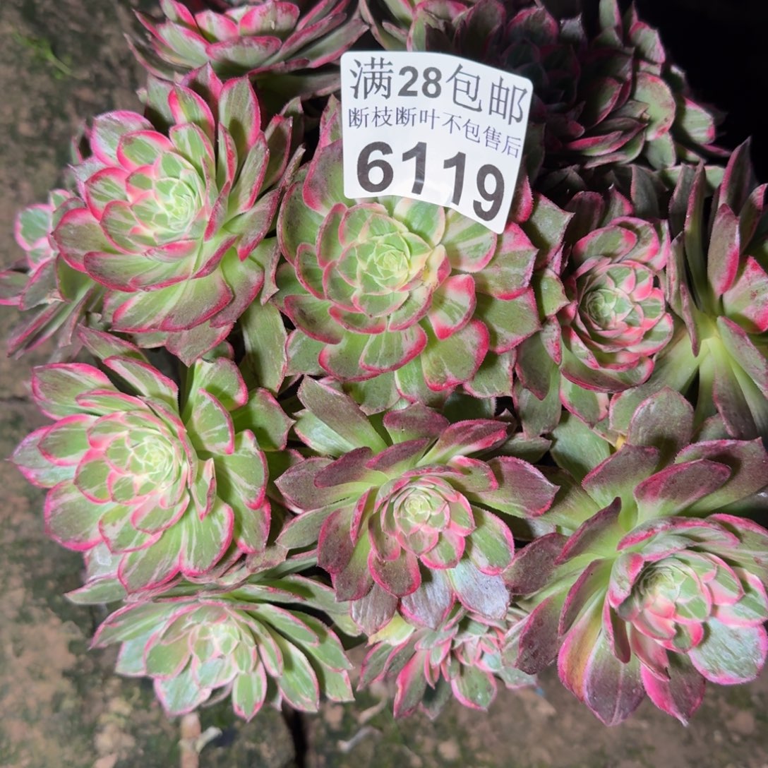 6119万花筒不包断枝