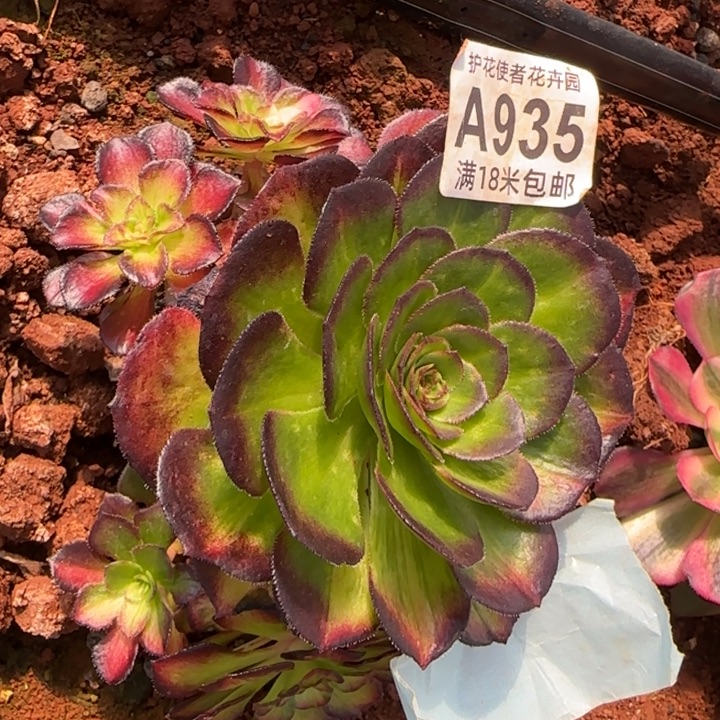 多肉法师淘宝福利