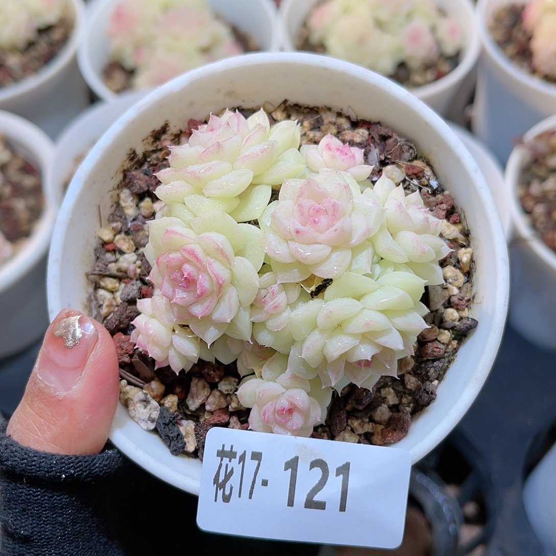 花17-121白天鹅群生