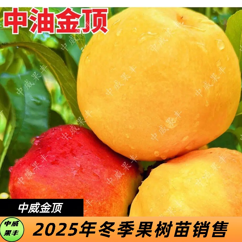 中油金顶8月上旬成熟  套袋金黄色不反色 南方不裂果北方抗冻性强