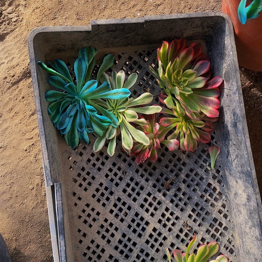 法师新品砍头苗5棵，红蓝绿