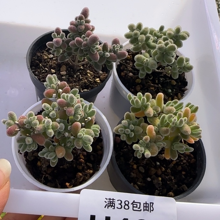 460-多肉植物枝干冰晶杂个体4颗