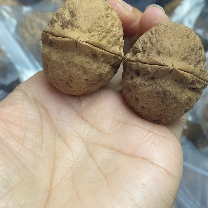 木质类云南铁核桃+32