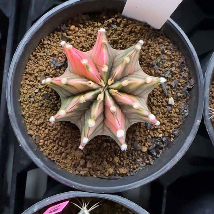 79-0209实生脱土发多肉