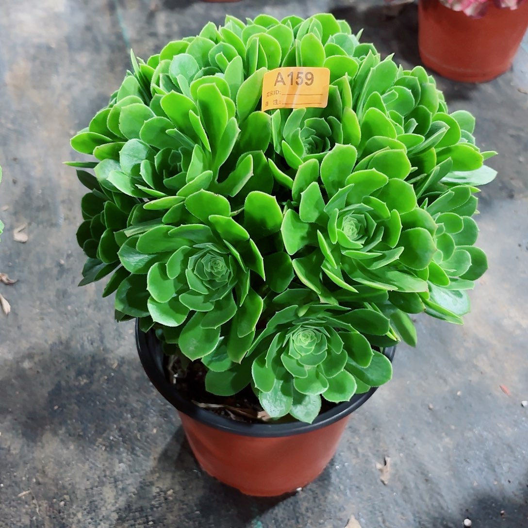 绿杨蓉法师多肉植物159