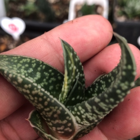 达摩旋转蜗牛锦锦