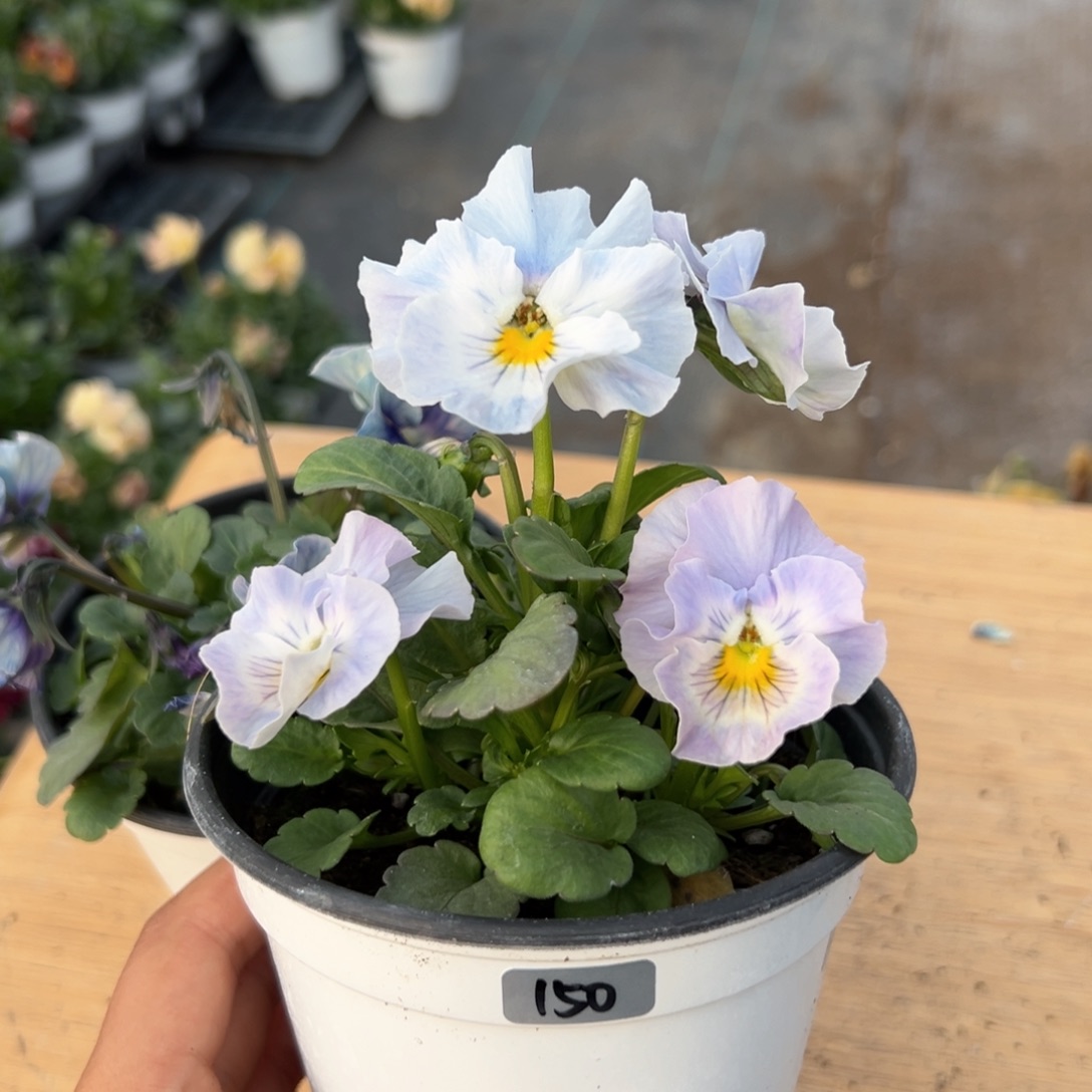 红陶抖音直播闪拍150