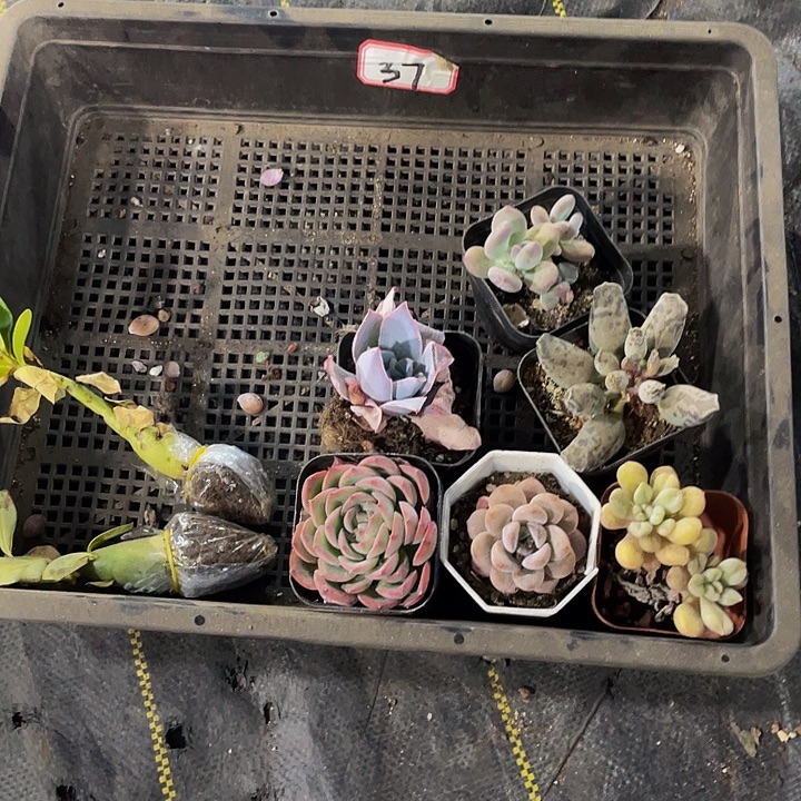 37号筐带盆土发货