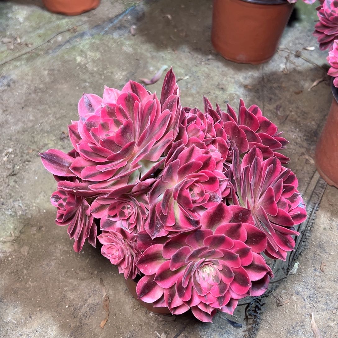 97多肉多肉多肉多肉多肉多肉多肉