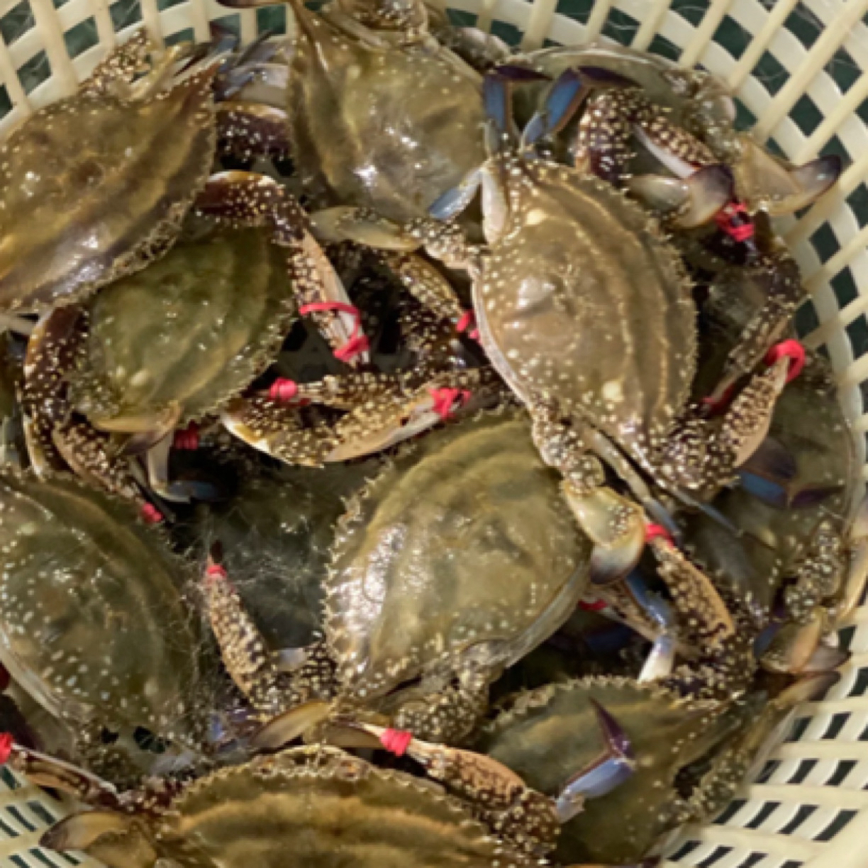 【保鲜不保活】庄河梭子蟹三斤7-9只左右/三两左右/不保全腿