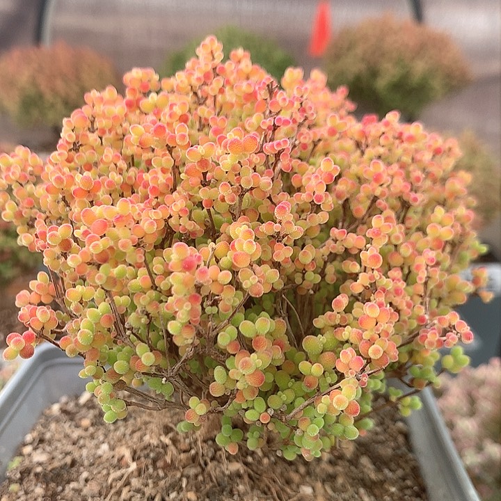 c124蜜橘糖球枝干番杏