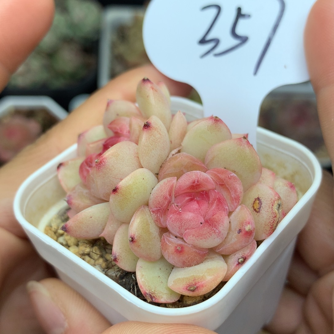 琴心4头自然群357