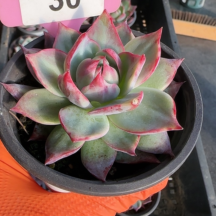 30 惊鸿仙子多肉植物6-9cm