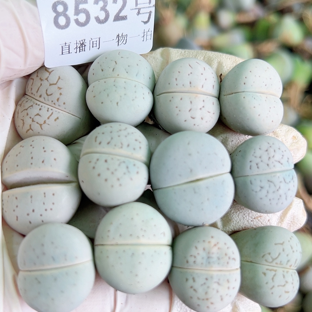 8532 好养易活生石花大母本12个