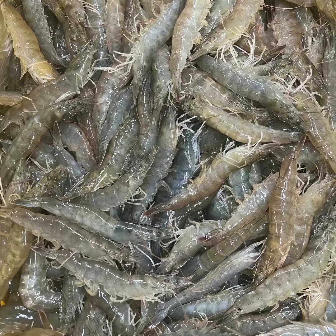 鲜活基围虾，特价福利