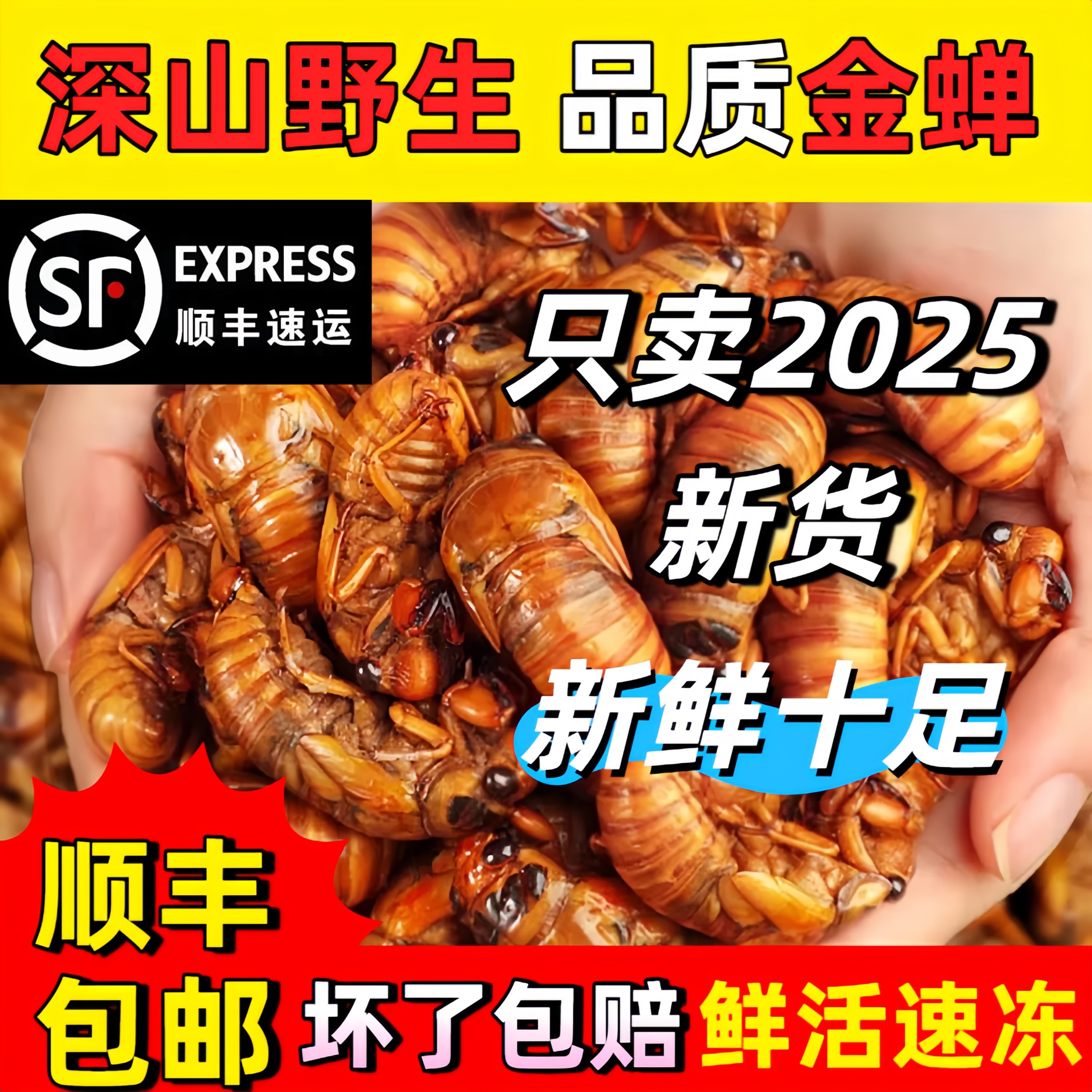 【顺丰】2025新鲜知了猴野生金蝉冷冻蝉蛹爬叉猴非即食批发包邮