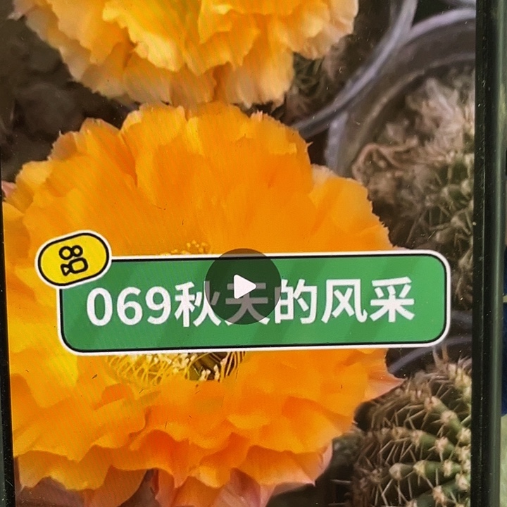 069侧芽歪5公分以上满18包邮